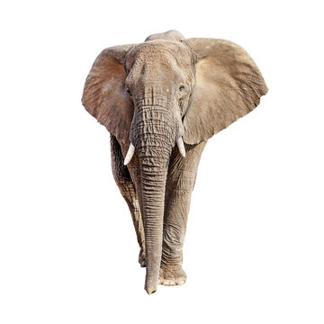 Fototapeta African Elephant Front View Isolated