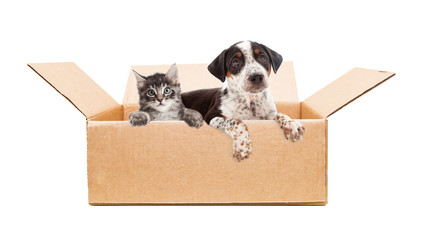Puppy and Kitten in cardboard box