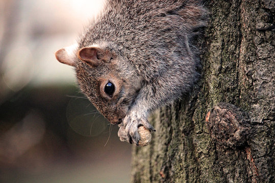 Squirrel in Tree Eating Nuts Close-Up