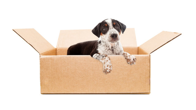 Sad Puppy in Cardboard Box