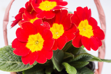 Closeup macro red yellow primrose flowers background