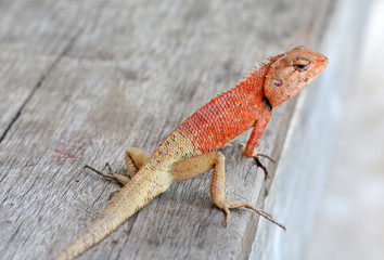 Thailand chameleon