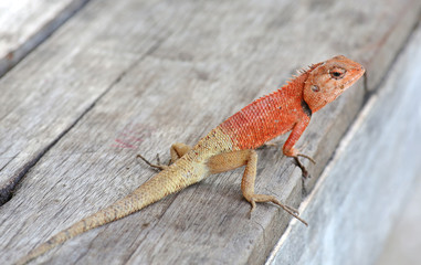 Thailand chameleon
