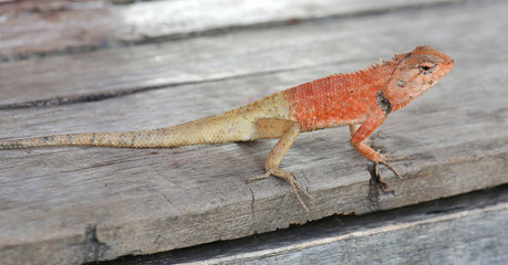 Thailand chameleon