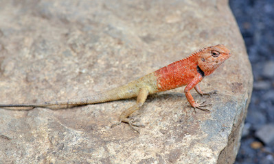 Thailand chameleon