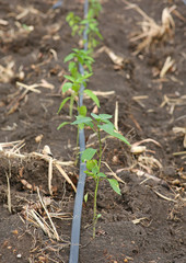 Young chili tree growing in the farm with Self-compensating dripper irrigation used in agriculture