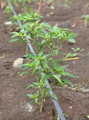 Young chili tree growing in the farm with Self-compensating dripper irrigation used in agriculture