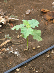 Young eggplant tree growing in the farm with Self-compensating dripper irrigation used in agriculture