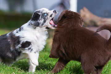 two fighting Australian Shepherd puppies