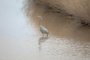 Heron wading