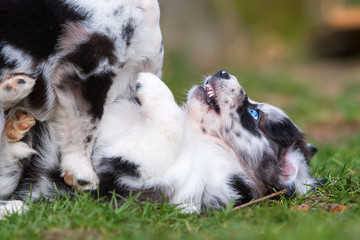 two fighting Australian Shepherd puppies