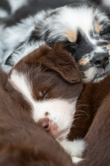 puppies sleeping one above the other