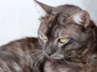 Close up grey cat lookout