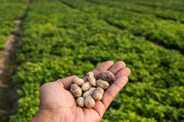 Naklejka na ściany i meble Harvesting peanut in the field