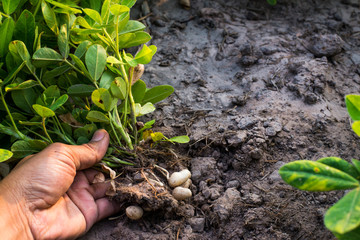 Harvesting peanut in the field