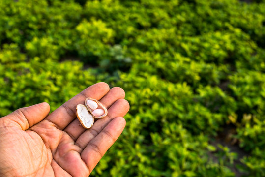 Harvesting peanut in the field