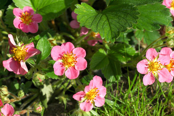 Erdbeerbl&uuml;te Fr&uuml;hling Garten