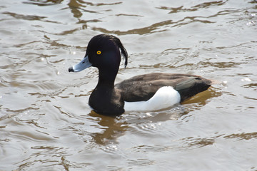 Tufted Duck; Wildduck