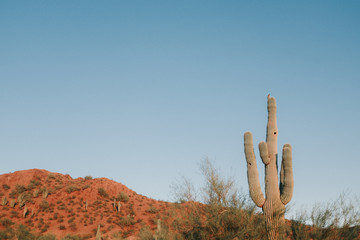 Lone Cactus