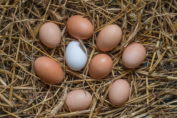 some chicken eggs lying in the hay