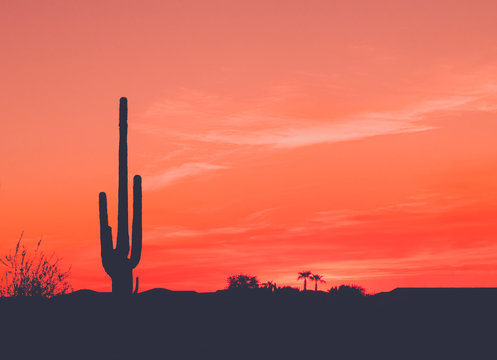 Bright Orange Desert Sunset with Saguaro Cactus in Silhouette