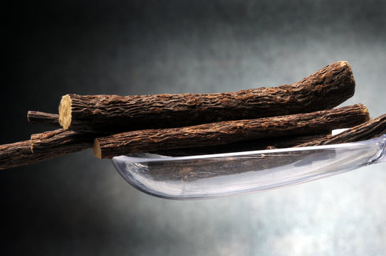 Glycyrrhiza glabra Lakritsikasvi Liquorice Liquirizia R&eacute;glisse Regaliz Licorice Echtes S&uuml;&szlig;holz Orozuz Лакрица Lukrecja gładka Regaliz عرقسوس 민감초 שוש קירח Igazi &eacute;desgy&ouml;k&eacute;r 光果甘草