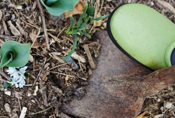 Gardening with green clog shoes in the spring