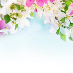 Flowers background, spring tree blossom