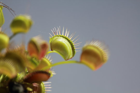 Venus Fly Trap