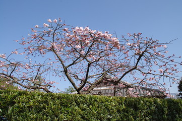 日本家屋と桜