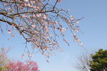 早咲きの桜