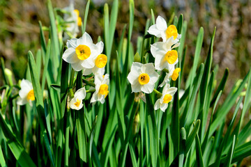 Fototapeta premium 大分農業文化公園の早春の花