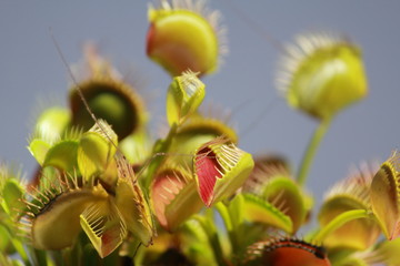 venus fly trap