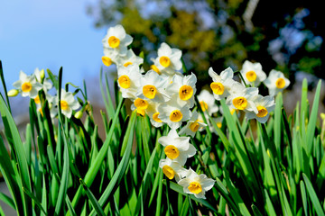 大分農業文化公園の早春の花