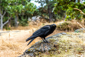 The Raven