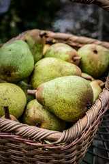 Summer Pears in Tasmania