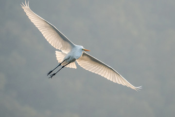 A Great Egret flying 