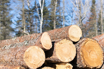 Pile of Insect Killed Tamarack Logs