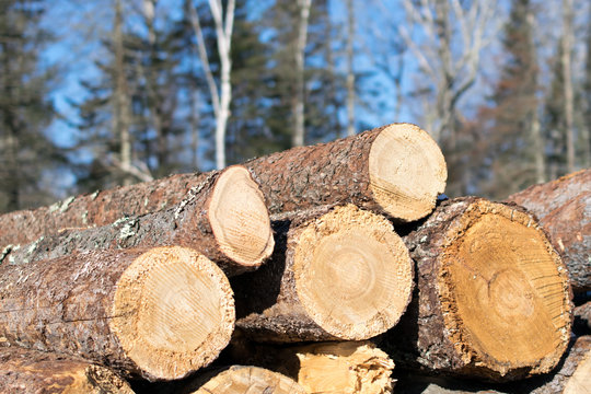 Eastern Larch Log Pile