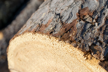 Closeup of Larch Log