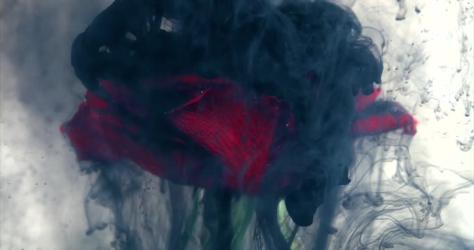 Dark rose with black ink spilling on it. Beautiful unique shot with relationship concept