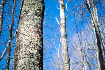 Aspen Against Winter Sky