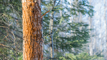 Orange Painted Boundary Tree