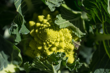 ロマネスコ（カリフラワー）