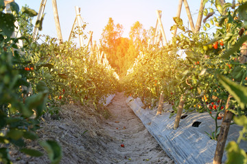 Fresh red tomatoes on plant in farm
