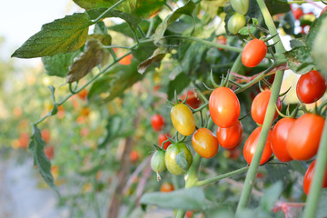 Fresh red tomatoes on plant in farm