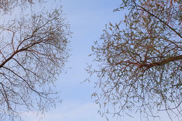 Небо