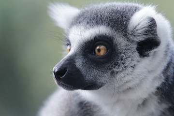 ワオキツネザル