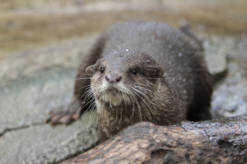 コツメカワウソ