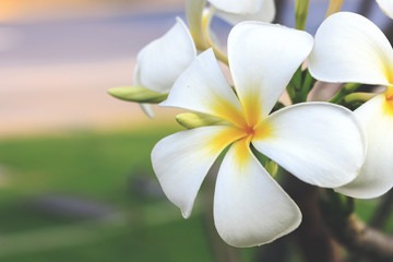 Obraz premium leelawadee flower with soft-focus in the background. over light